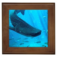 Whale Shark 2 Framed Tiles by trendistuff