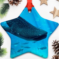 Whale Shark 2 Ornament (star) by trendistuff