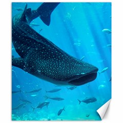 Whale Shark 2 Canvas 8  X 10  by trendistuff