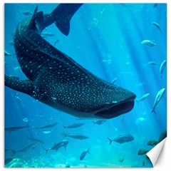 Whale Shark 2 Canvas 12  X 12   by trendistuff