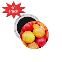 Apricots 1 1 75  Magnets (10 Pack)  by trendistuff