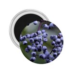 BLUEBERRIES 2 2.25  Magnets Front