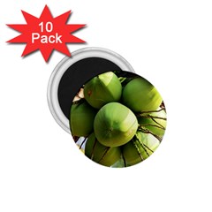 Coconuts 1 1 75  Magnets (10 Pack)  by trendistuff