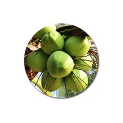 Coconuts 1 Magnet 3  (round) by trendistuff