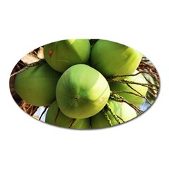 Coconuts 1 Oval Magnet by trendistuff