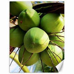 Coconuts 1 Canvas 12  X 16   by trendistuff