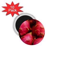 Dragonfruit 1 75  Magnets (10 Pack)  by trendistuff