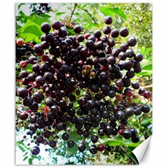 Elderberries Canvas 20  X 24   by trendistuff