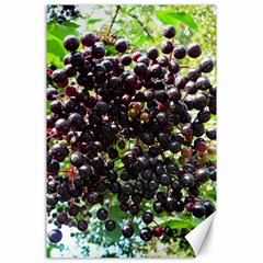 Elderberries Canvas 24  X 36  by trendistuff