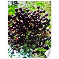 Elderberries Canvas 36  X 48   by trendistuff