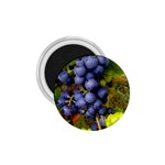 GRAPES 1 1.75  Magnets