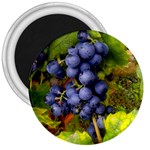 GRAPES 1 3  Magnets