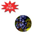 GRAPES 1 1  Mini Buttons (10 pack) 