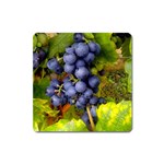 GRAPES 1 Square Magnet