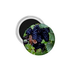 Grapes 3 1 75  Magnets by trendistuff