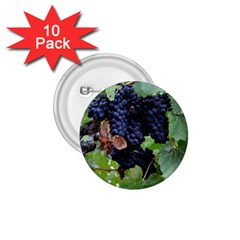 Grapes 3 1 75  Buttons (10 Pack) by trendistuff