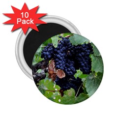 Grapes 3 2 25  Magnets (10 Pack)  by trendistuff