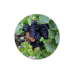 Grapes 3 Magnet 3  (round) by trendistuff