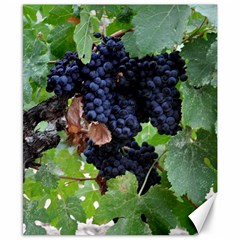 Grapes 3 Canvas 8  X 10  by trendistuff