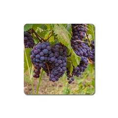 Grapes 4 Square Magnet by trendistuff