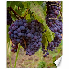 Grapes 4 Canvas 8  X 10  by trendistuff