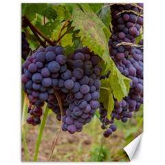 Grapes 4 Canvas 18  X 24   by trendistuff