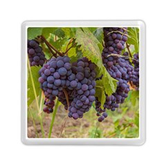 Grapes 4 Memory Card Reader (square)  by trendistuff