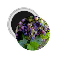 Grapes 2 2 25  Magnets by trendistuff