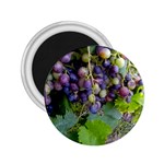 GRAPES 2 2.25  Magnets