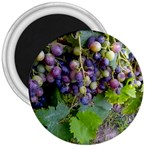 GRAPES 2 3  Magnets