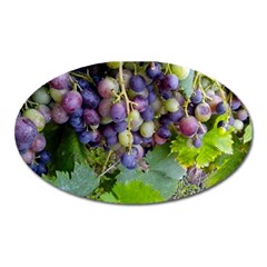 Grapes 2 Oval Magnet by trendistuff