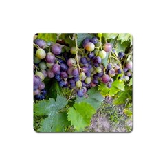 Grapes 2 Square Magnet by trendistuff