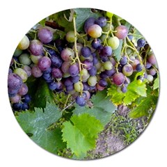 Grapes 2 Magnet 5  (round) by trendistuff