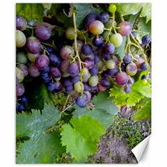 Grapes 2 Canvas 8  X 10  by trendistuff