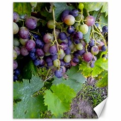 Grapes 2 Canvas 11  X 14   by trendistuff