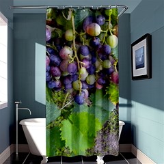 Grapes 2 Shower Curtain 36  X 72  (stall)  by trendistuff