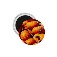 Pumpkins 3 1 75  Magnets by trendistuff