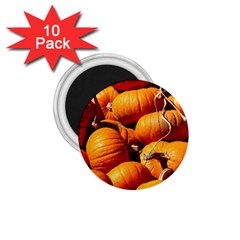 Pumpkins 3 1 75  Magnets (10 Pack)  by trendistuff