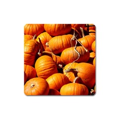 Pumpkins 3 Square Magnet by trendistuff