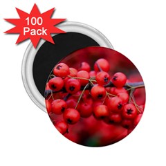 Red Berries 1 2 25  Magnets (100 Pack)  by trendistuff