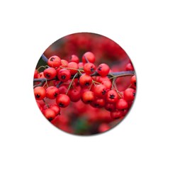 Red Berries 1 Magnet 3  (round) by trendistuff