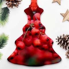 Red Berries 1 Ornament (christmas Tree) 