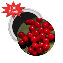 Red Berries 2 2 25  Magnets (100 Pack)  by trendistuff