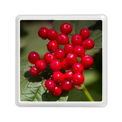 Red Berries 2 Memory Card Reader (square)  by trendistuff