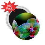 Alien Orchids Floral Art Photograph 2.25  Magnets (100 pack)  Front