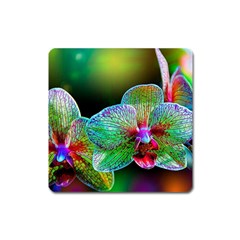 Alien Orchids Floral Art Photograph Square Magnet by Sapixe