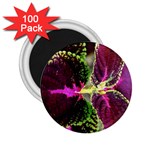 Plant Purple Green Leaves Garden 2.25  Magnets (100 pack)  Front