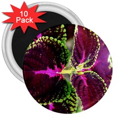 Plant Purple Green Leaves Garden 3  Magnets (10 Pack)  by Nexatart