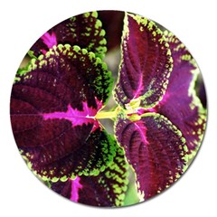 Plant Purple Green Leaves Garden Magnet 5  (round) by Nexatart