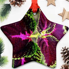 Plant Purple Green Leaves Garden Star Ornament (two Sides) by Nexatart